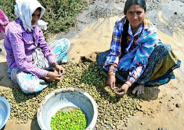 Women mangrove plant seed collectors engaged in work at Sorlagondi Reserve Forest in Krishna district.